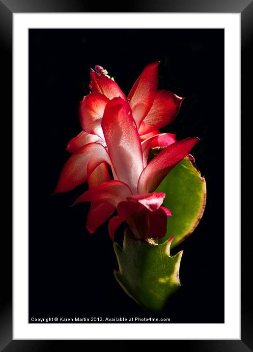Christmas Cactus Flower on Stem Framed Mounted Print by Karen Martin