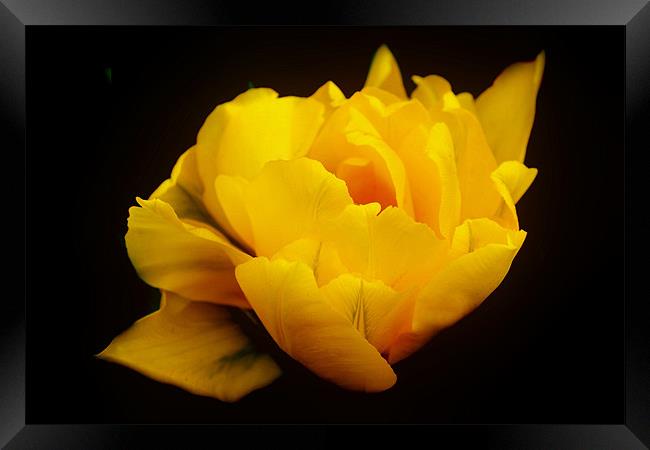 Yellow Tulip Framed Print by Karen Martin