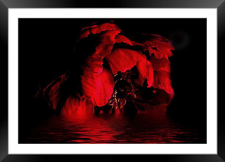 Red Peony Framed Mounted Print by Karen Martin