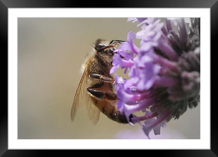 Busy Bee Framed Mounted Print by Karen Martin
