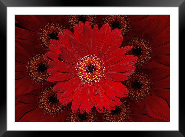 Gerberas Framed Mounted Print by Karen Martin