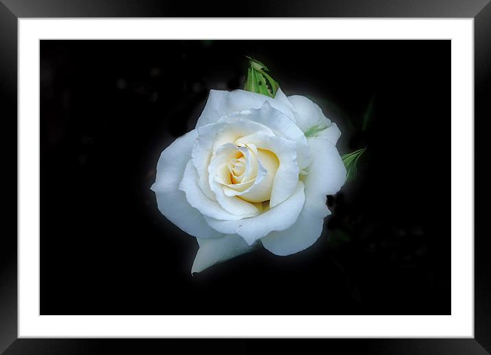White Rose Framed Mounted Print by Karen Martin