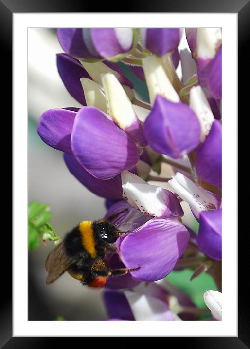 Bee on a Blue Lupin Framed Mounted Print by Karen Martin