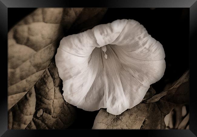 Single Bindweed Flower Framed Print by Karen Martin