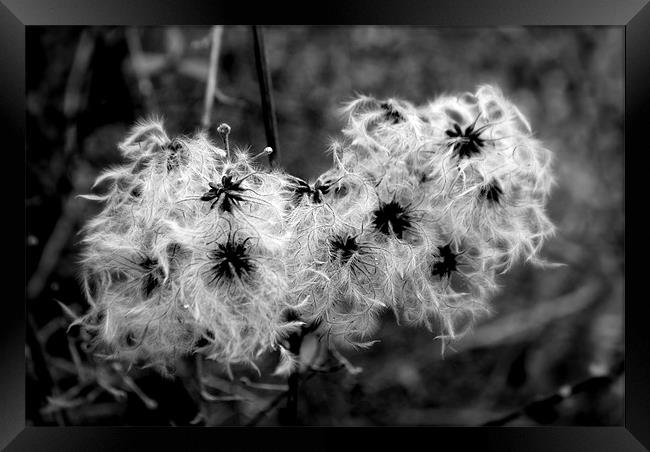 Curly Seed Heads Framed Print by Karen Martin