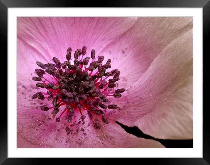 Centre of Anenome Framed Mounted Print by Karen Martin