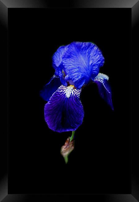 Blue Bearded Iris Framed Print by Karen Martin
