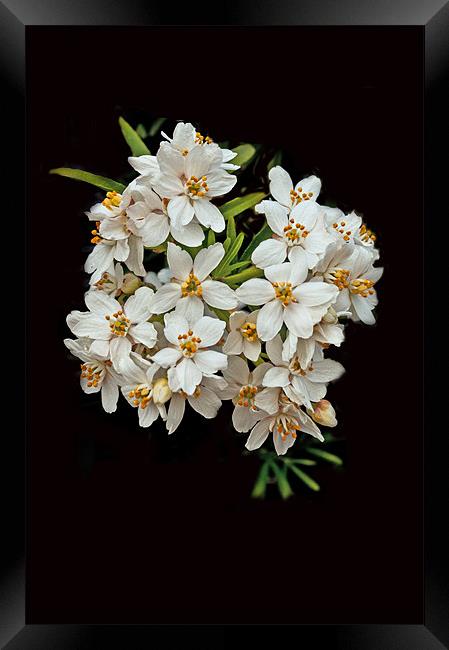 White Blossom on Black Framed Print by Karen Martin