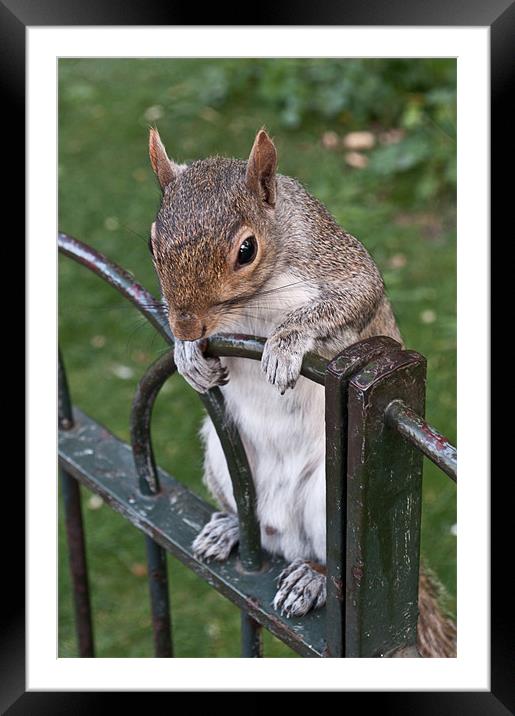 Squirrel Spectator Framed Mounted Print by Karen Martin