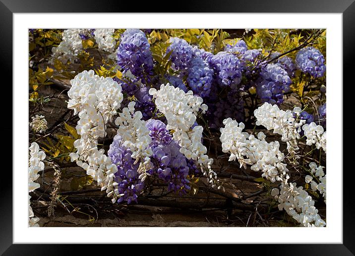 Blue and White Wisteria Framed Mounted Print by Karen Martin