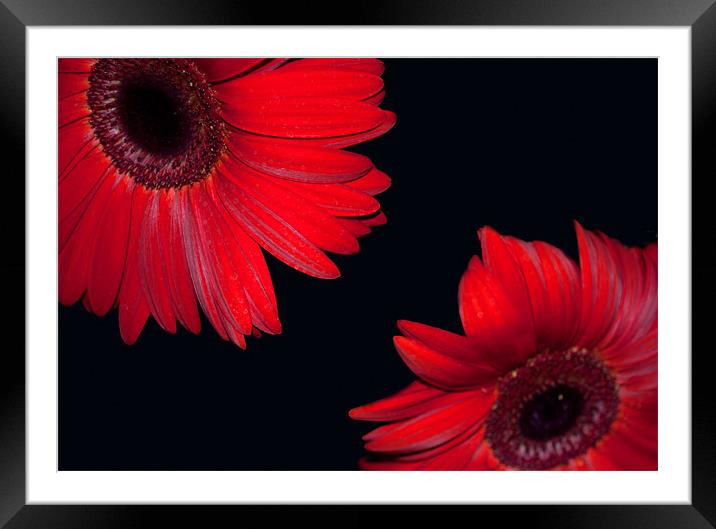 Floating Gerbera Framed Mounted Print by Karen Martin