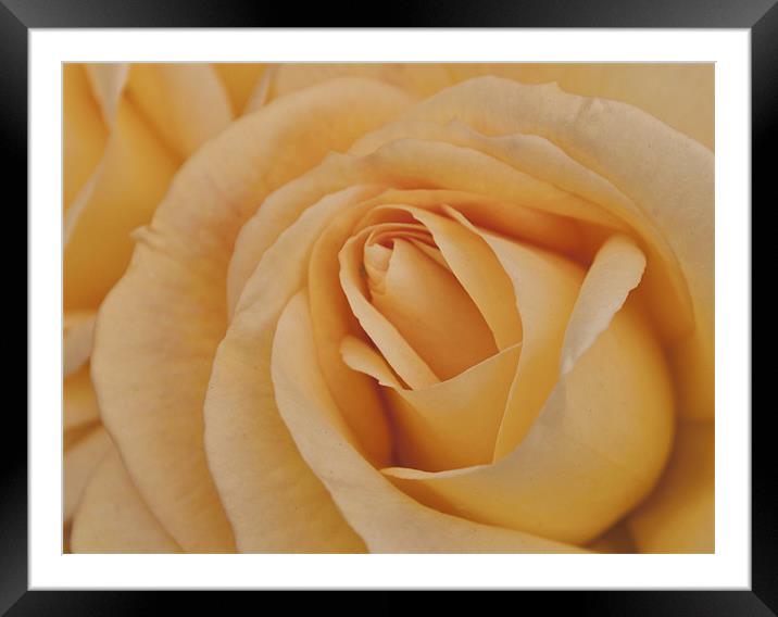 Yellow Rose Framed Mounted Print by Karen Martin