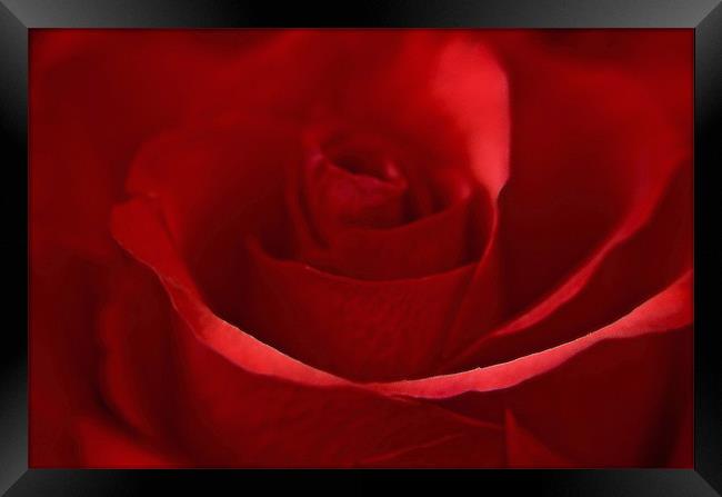 Dreamy Red Rose Framed Print by Karen Martin