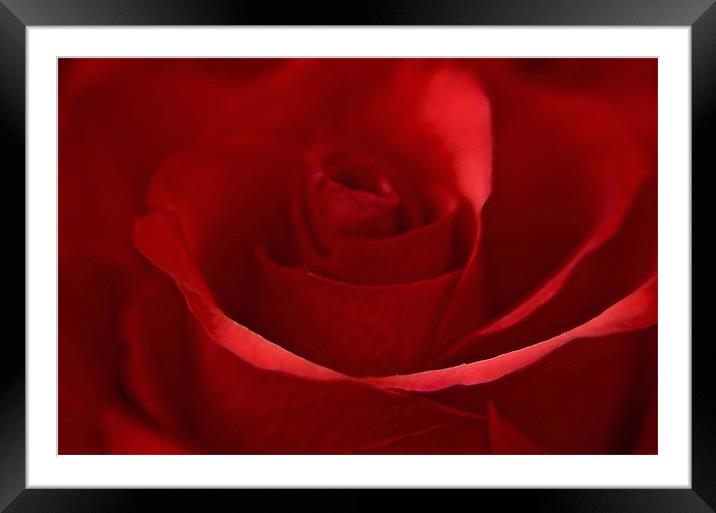 Dreamy Red Rose Framed Mounted Print by Karen Martin