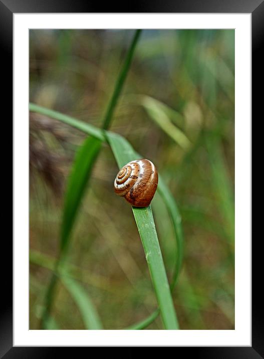 Simple Snail Framed Mounted Print by Karen Martin