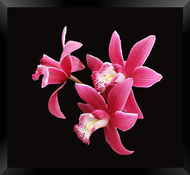 Pink Orchid on Black Framed Print by Karen Martin