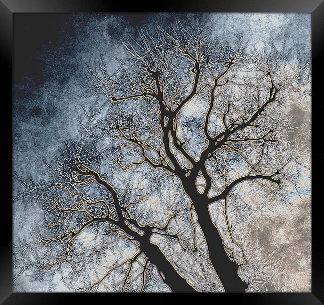 Skeleton Tree Framed Print by Karen Martin