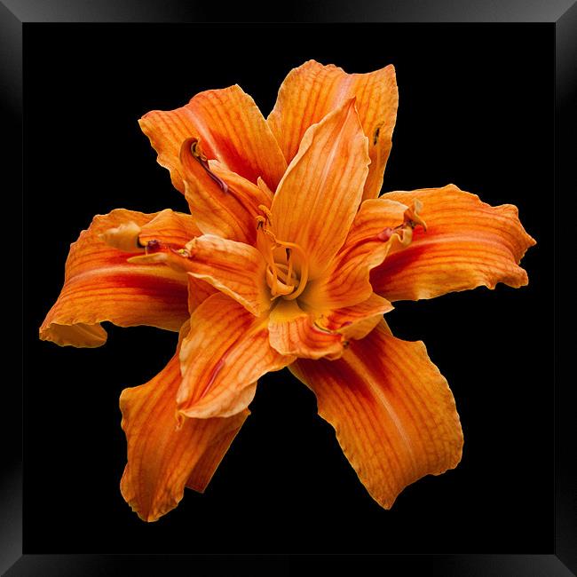 Orange Lily Framed Print by Karen Martin