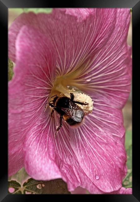 Hollyhock Bee Framed Print by Karen Martin