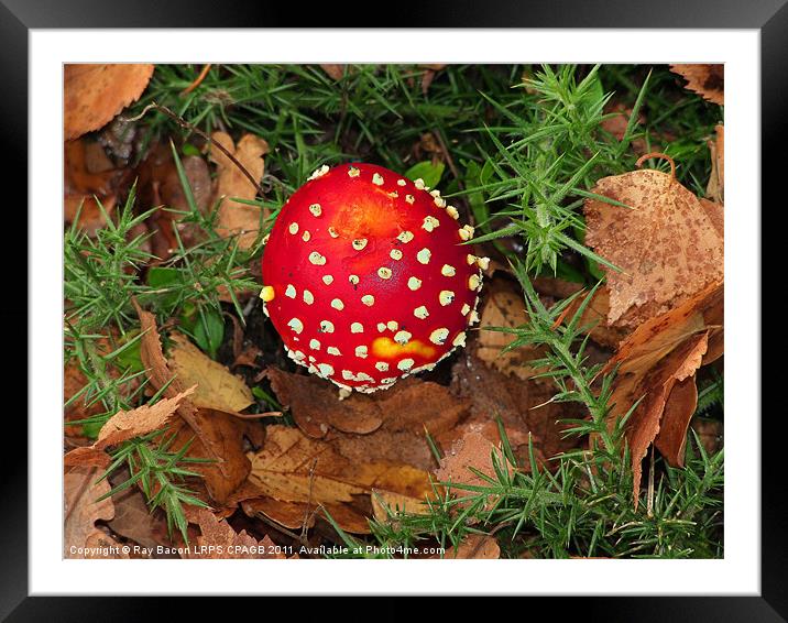 FUNGI Framed Mounted Print by Ray Bacon LRPS CPAGB