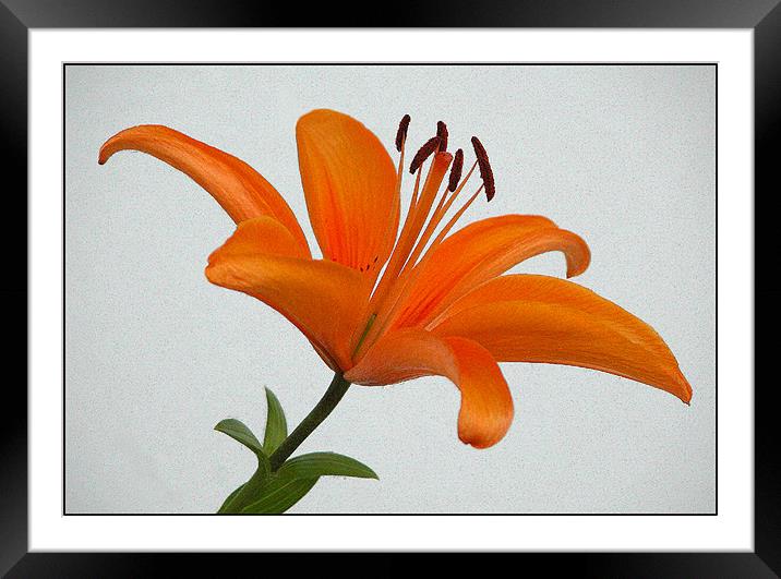 Orange Lily Framed Mounted Print by Ray Bacon LRPS CPAGB
