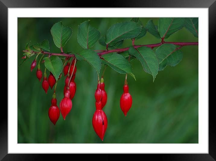 RED FUSCHIAS Framed Mounted Print by Ray Bacon LRPS CPAGB