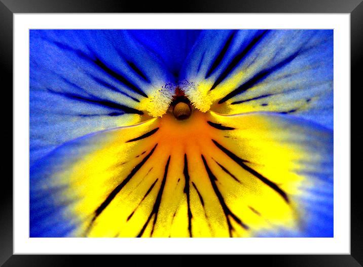 PANSY HEAD Framed Mounted Print by Ray Bacon LRPS CPAGB