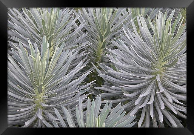 CACTI Framed Print by Ray Bacon LRPS CPAGB