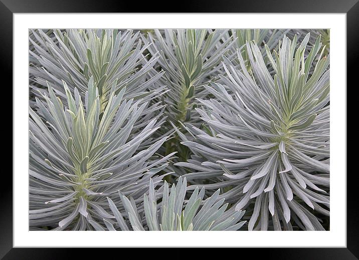CACTI Framed Mounted Print by Ray Bacon LRPS CPAGB