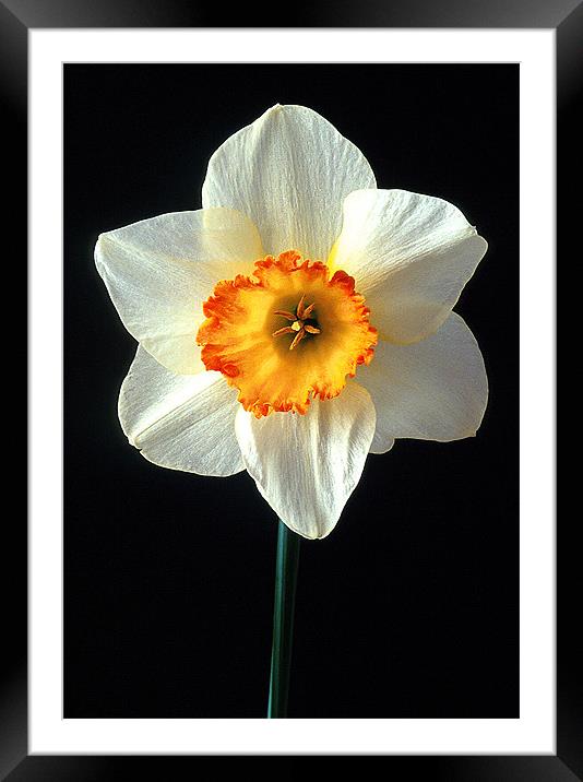 NARCISSI Framed Mounted Print by Ray Bacon LRPS CPAGB