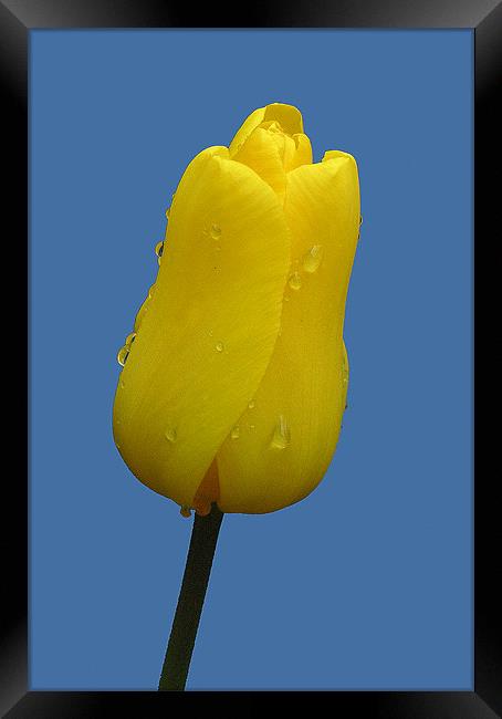 YELLOW TULIP Framed Print by Ray Bacon LRPS CPAGB