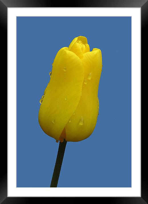 YELLOW TULIP Framed Mounted Print by Ray Bacon LRPS CPAGB