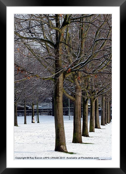 A LINE OF TREES Framed Mounted Print by Ray Bacon LRPS CPAGB