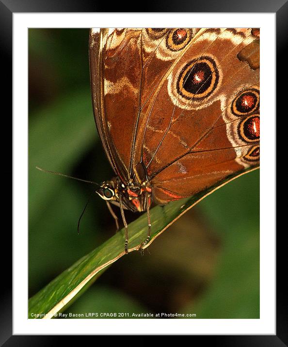 OWL BUTTERFLY (Caligo beltrao) Framed Mounted Print by Ray Bacon LRPS CPAGB