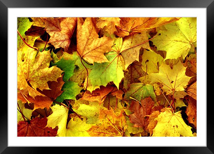 AUTUMN LEAVES Framed Mounted Print by Ray Bacon LRPS CPAGB