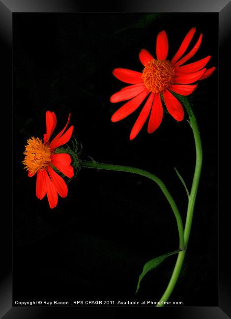 DAISIES Framed Print by Ray Bacon LRPS CPAGB