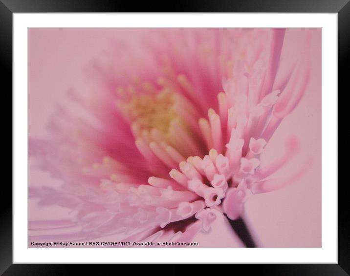 PINK FLOWER Framed Mounted Print by Ray Bacon LRPS CPAGB