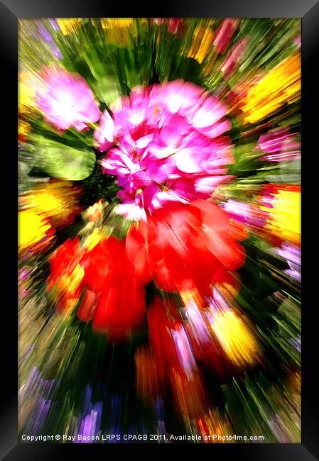 FLOWER POWER Framed Print by Ray Bacon LRPS CPAGB