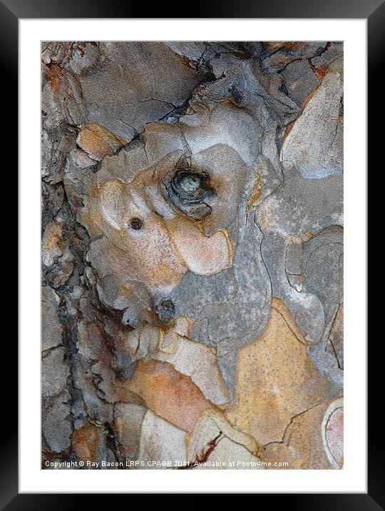 TREE BARK Framed Mounted Print by Ray Bacon LRPS CPAGB