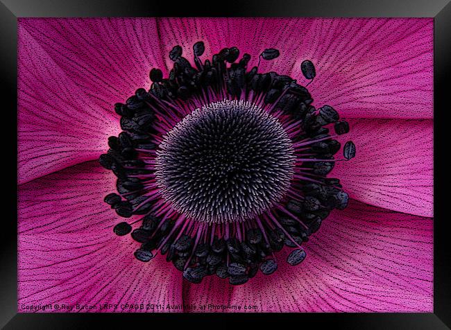 ANEMONE Framed Print by Ray Bacon LRPS CPAGB