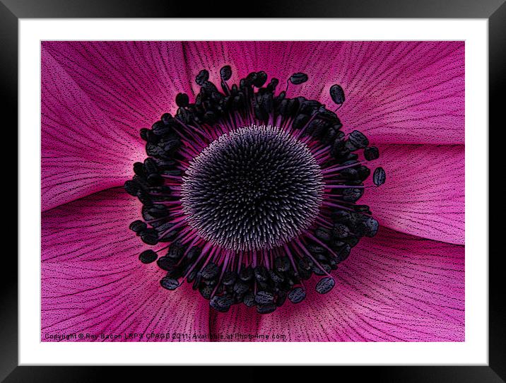 ANEMONE Framed Mounted Print by Ray Bacon LRPS CPAGB