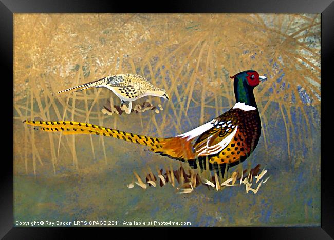 PHEASANTS  ON THE LAKE Framed Print by Ray Bacon LRPS CPAGB
