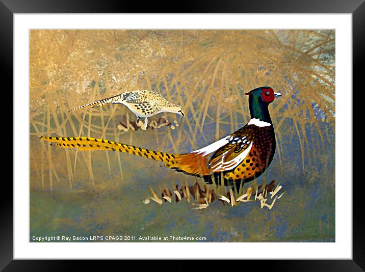 PHEASANTS  ON THE LAKE Framed Mounted Print by Ray Bacon LRPS CPAGB