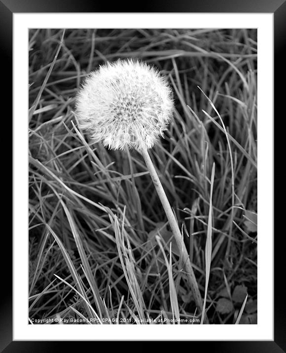 DANDELION Framed Mounted Print by Ray Bacon LRPS CPAGB