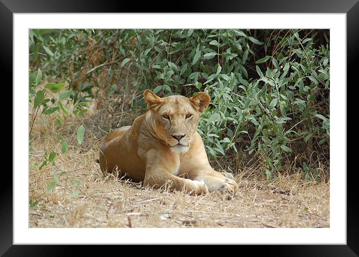 Lion resting Framed Mounted Print by Peter Clark