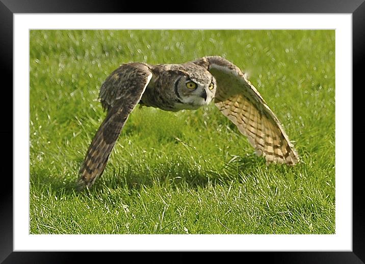 Barn Owl on the hunt Framed Mounted Print by Peter Clark