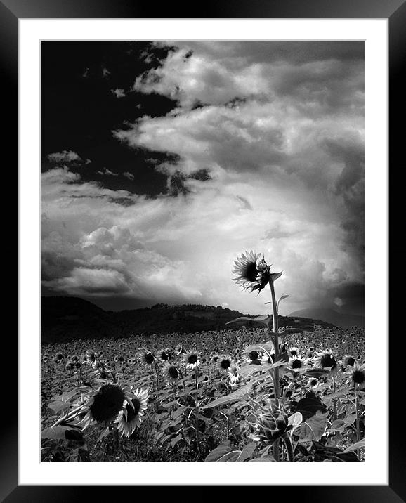 Sunflower Framed Mounted Print by Tony Greer