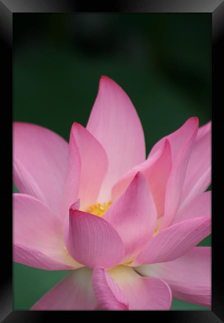 Asian Water Flower Framed Print by Will Murphy