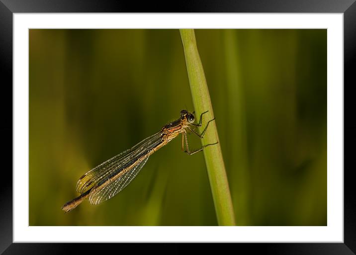 Damsel fly Framed Mounted Print by John Boyle