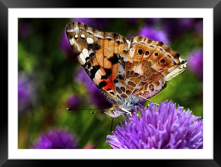 Painted Lady Framed Mounted Print by John Boyle